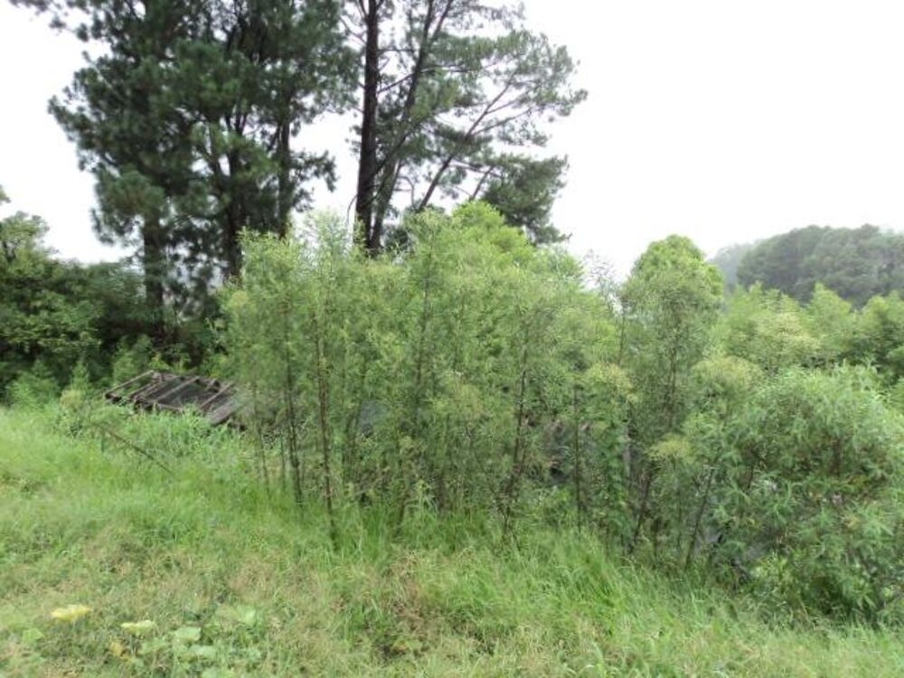 Terreno, 8898 m² - Foto 5