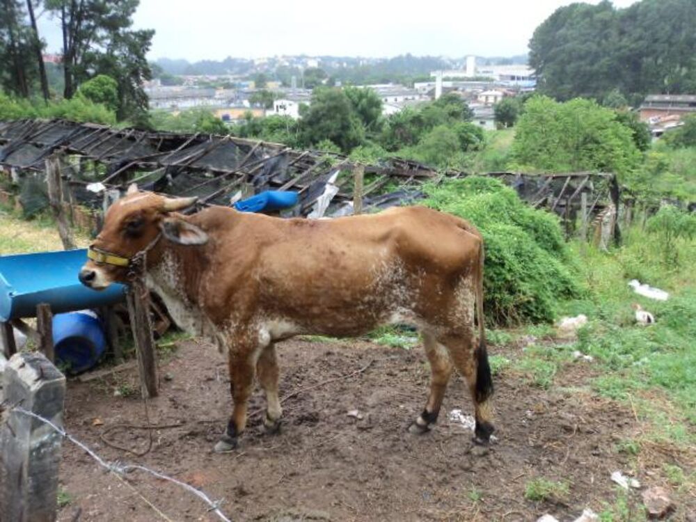 Terreno, 8898 m² - Foto 27