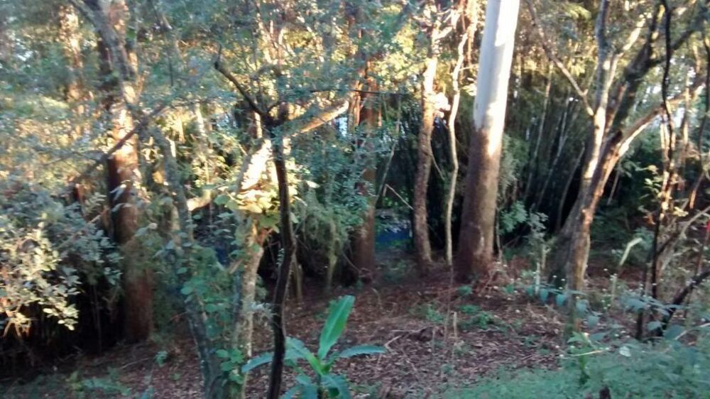 Terreno, 3 hectares - Foto 8