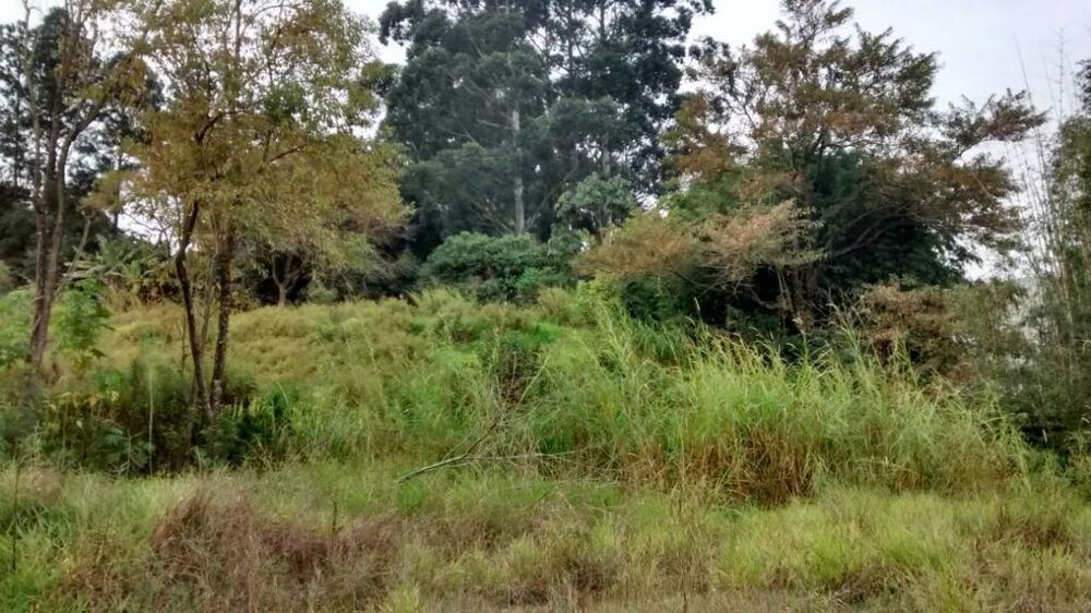 Terreno, 3 hectares - Foto 10