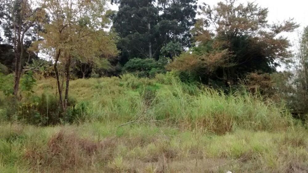 Terreno, 3 hectares - Foto 7