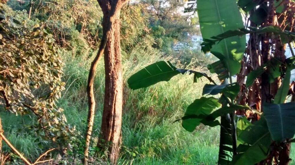 Terreno, 3 hectares - Foto 15