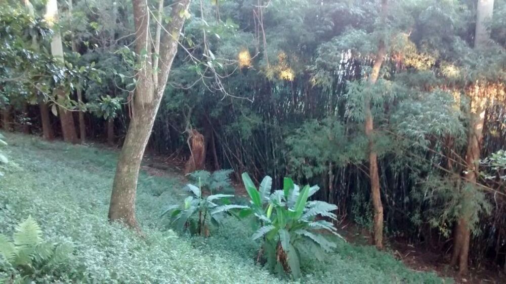 Terreno, 3 hectares - Foto 3