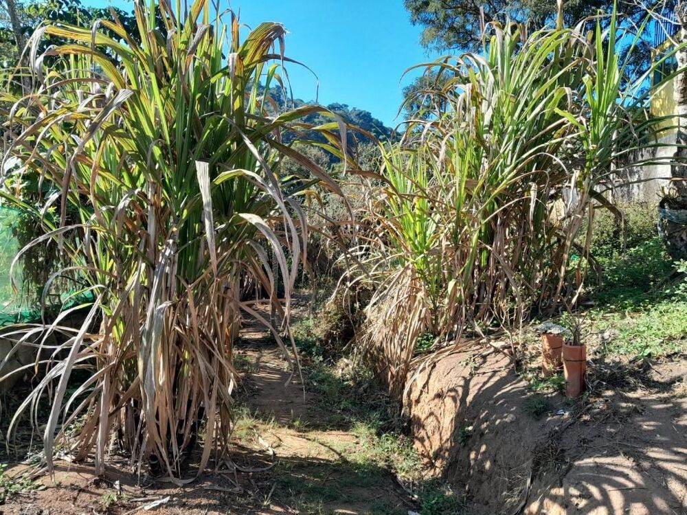 Chácara, 2 quartos, 800 m² - Foto 6