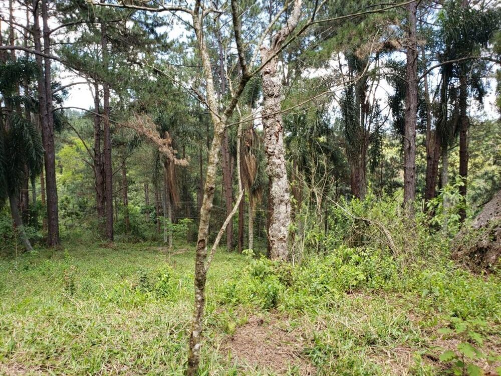 Terreno, 2 hectares - Foto 4