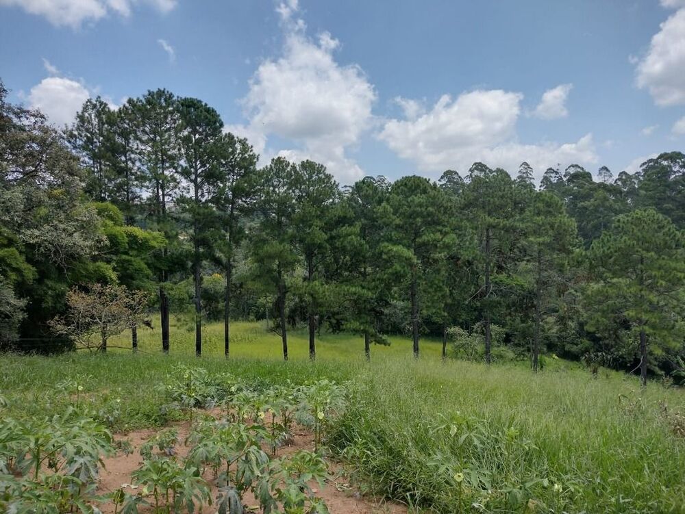 Terreno, 6 hectares - Foto 10