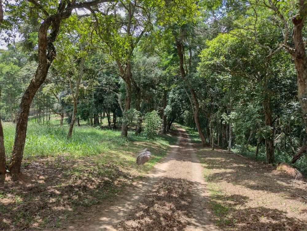 Terreno, 6 hectares - Foto 24