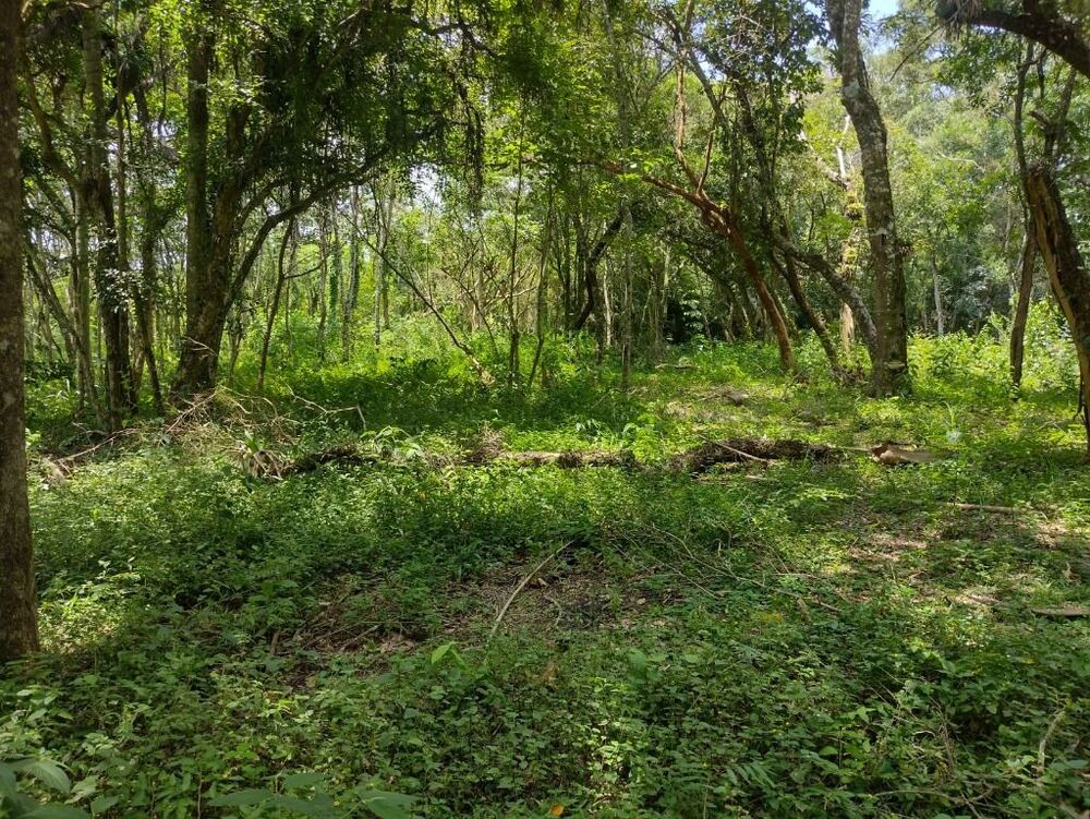 Terreno, 6 hectares - Foto 29