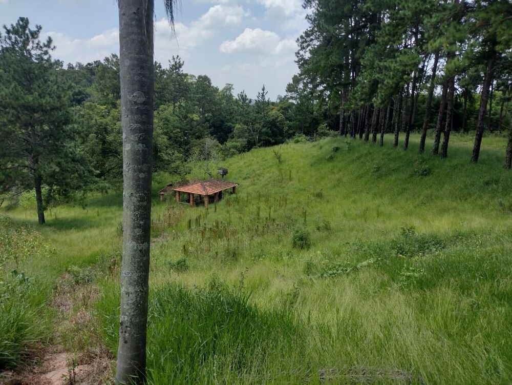 Terreno, 6 hectares - Foto 7