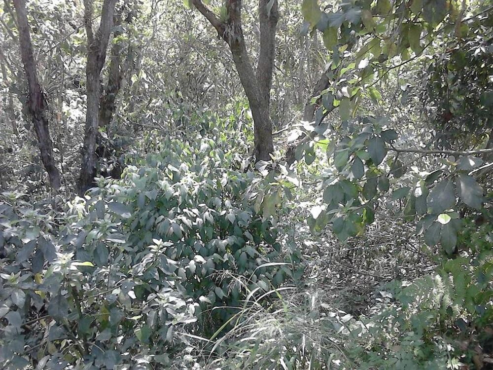 Terreno, 1000 m² - Foto 11