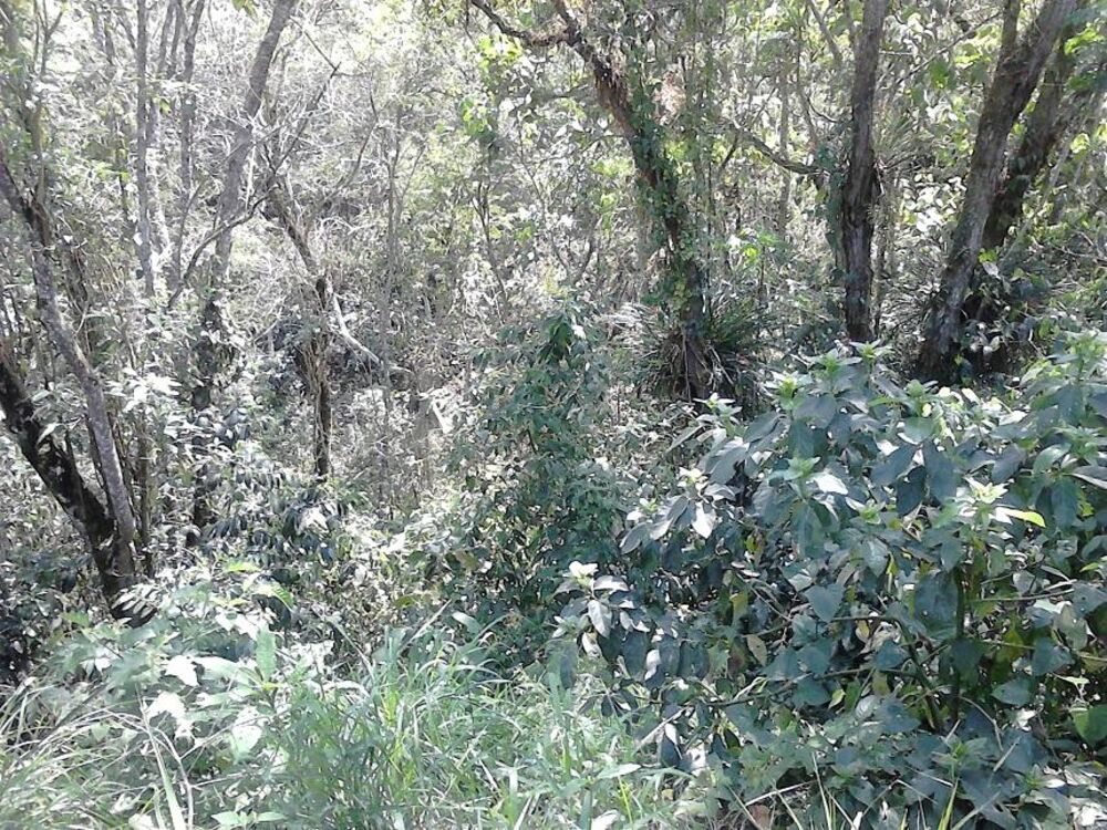 Terreno, 1000 m² - Foto 14