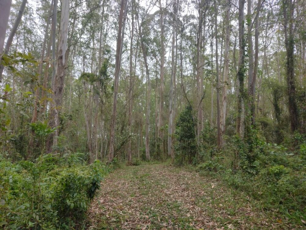 Terreno, 10 hectares - Foto 28