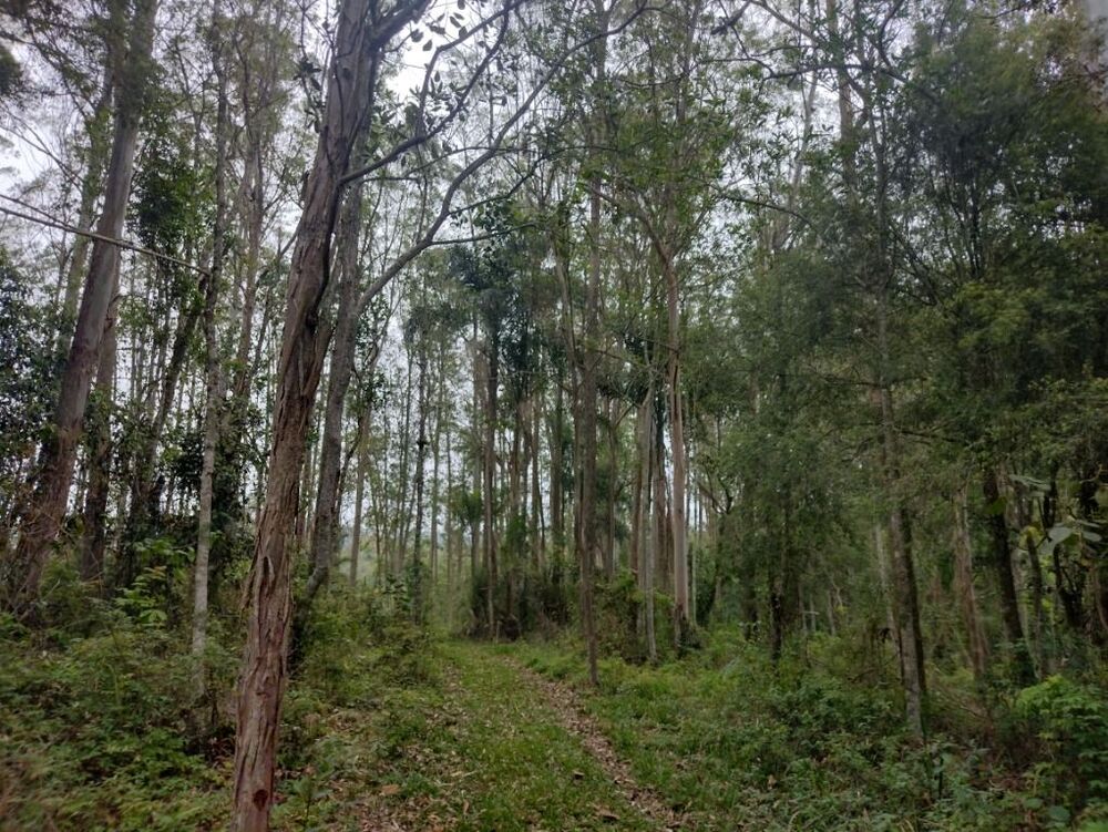 Terreno, 10 hectares - Foto 15