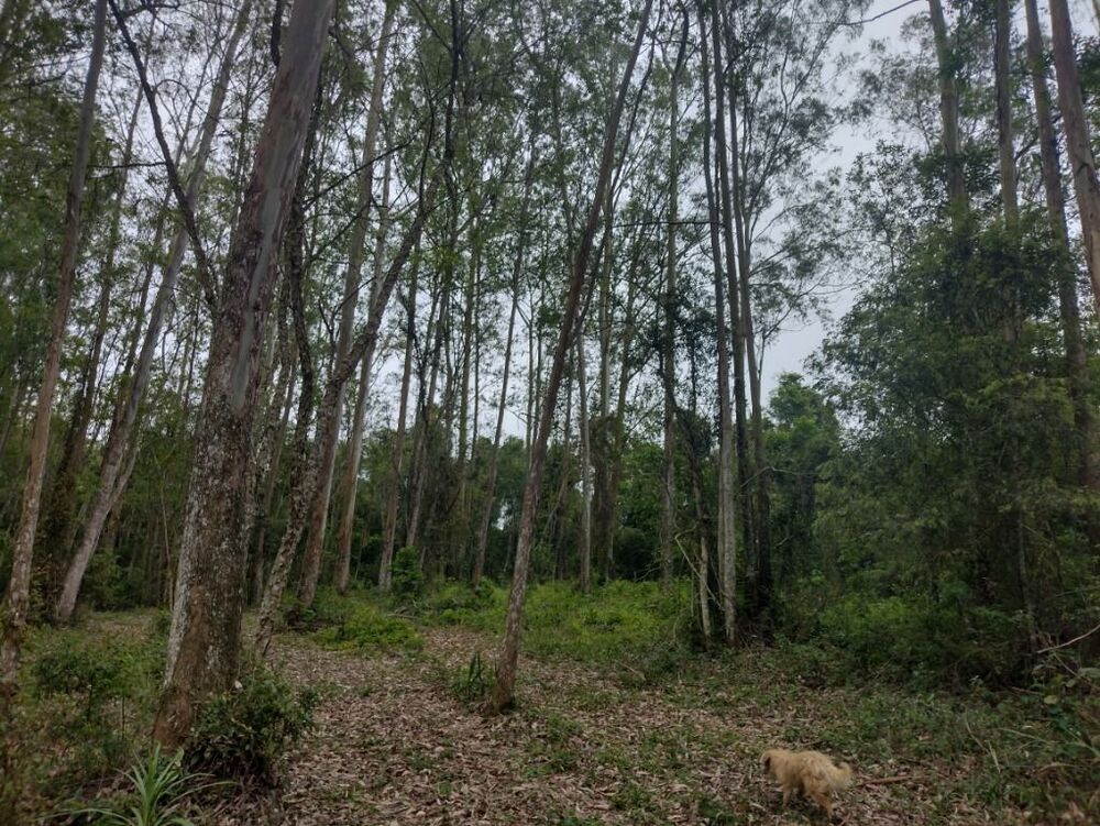 Terreno, 10 hectares - Foto 13