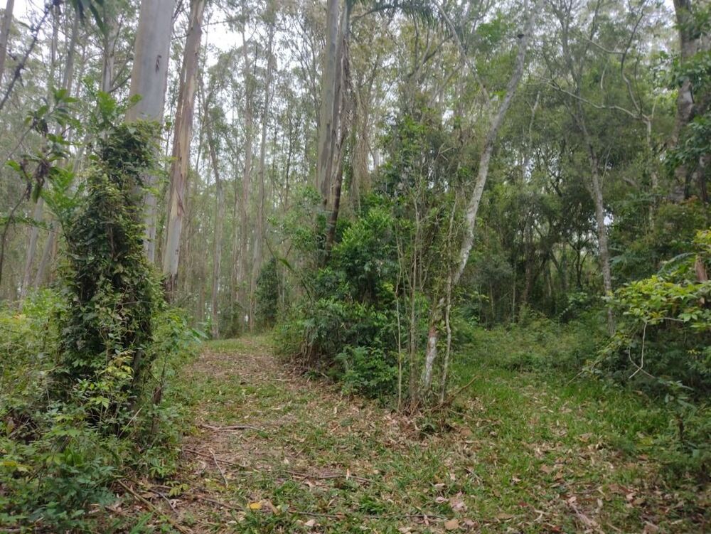 Terreno, 10 hectares - Foto 11