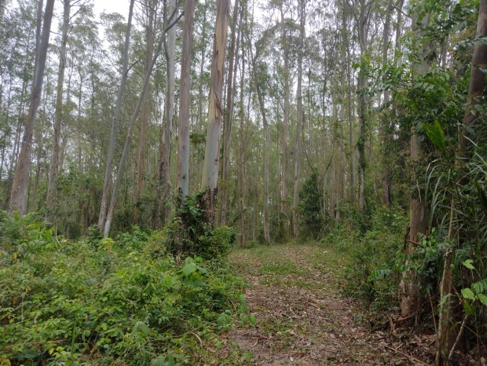 Terreno, 10 hectares - Foto 24