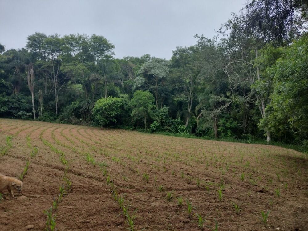 Terreno, 10 hectares - Foto 4