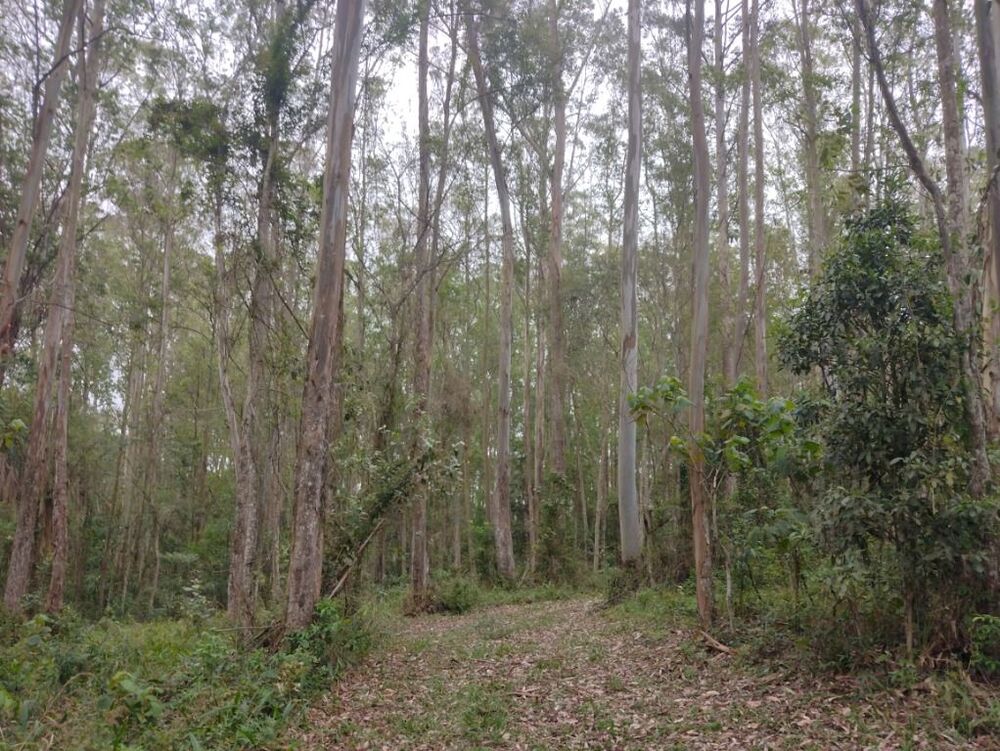 Terreno, 10 hectares - Foto 25