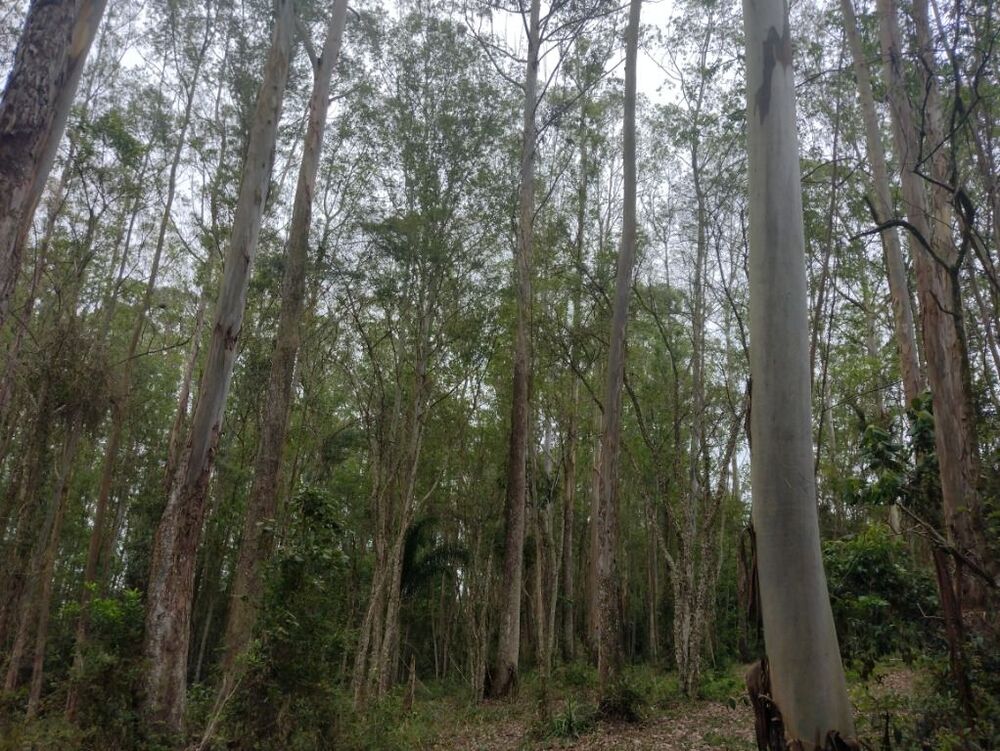 Terreno, 10 hectares - Foto 9