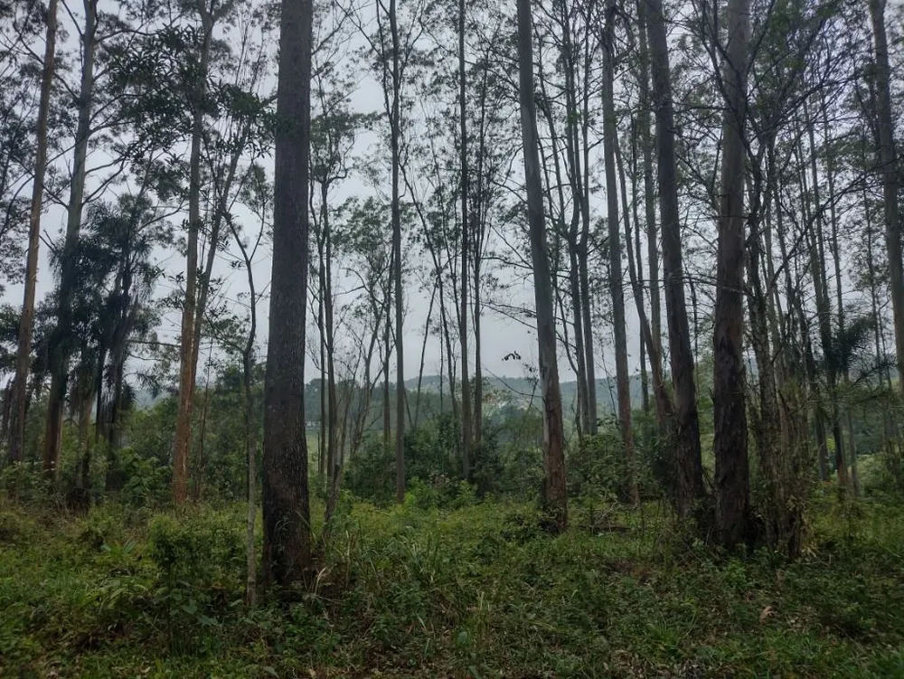 Terreno, 10 hectares - Foto 32