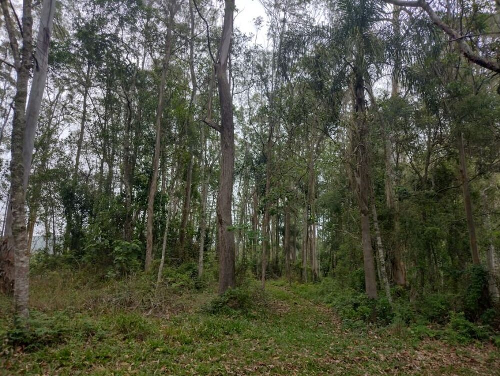 Terreno, 10 hectares - Foto 3