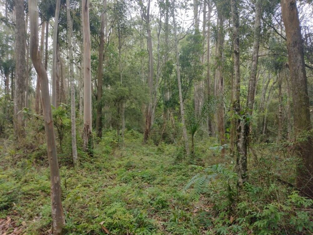 Terreno, 10 hectares - Foto 8