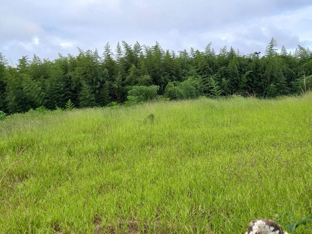 Terreno, 1 hectares - Foto 7