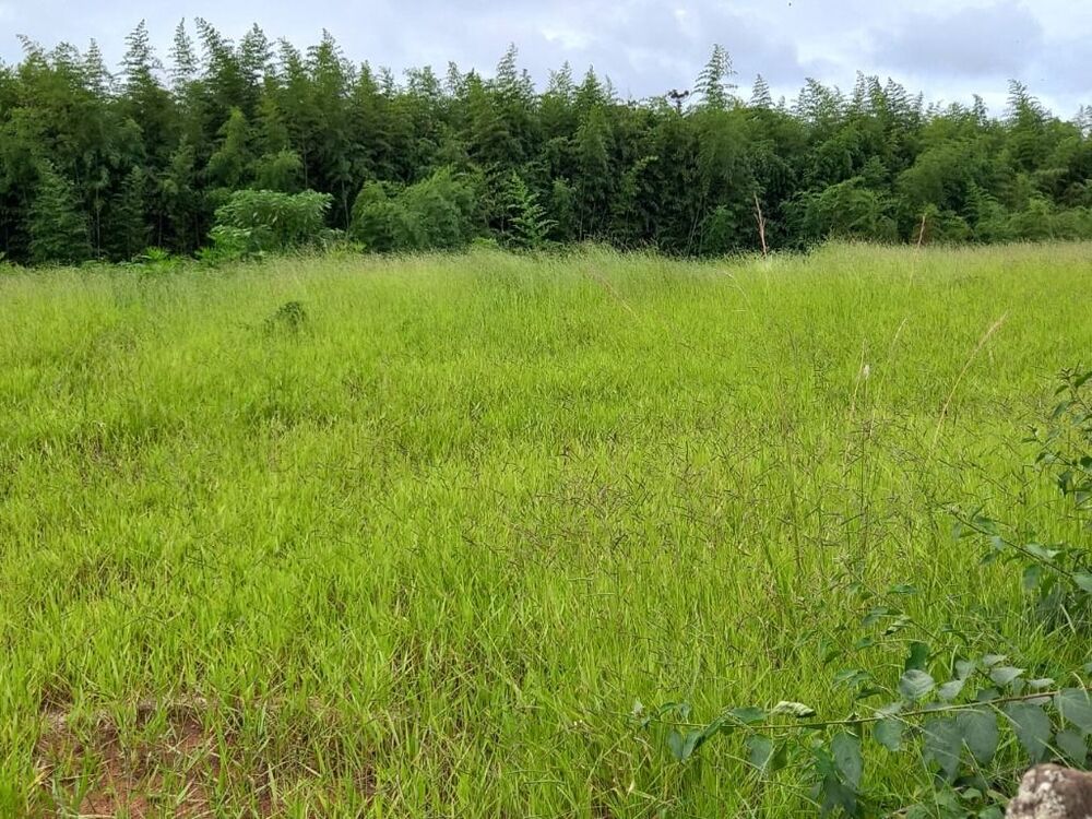 Terreno, 1 hectares - Foto 4