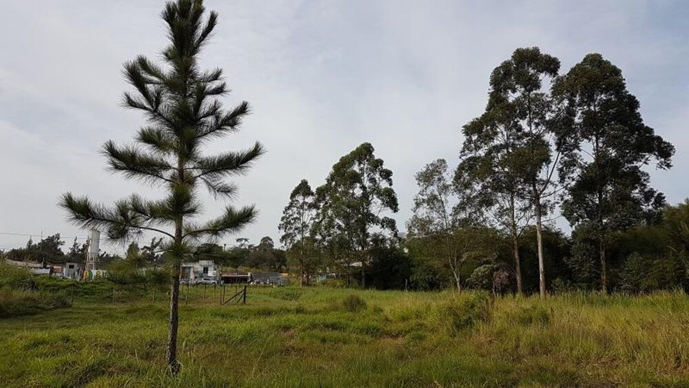 Terreno, 4 hectares - Foto 17
