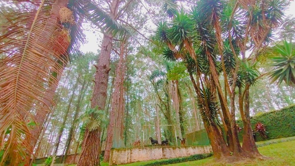 Chácara à venda com 5 quartos, 8500m² - Foto 8