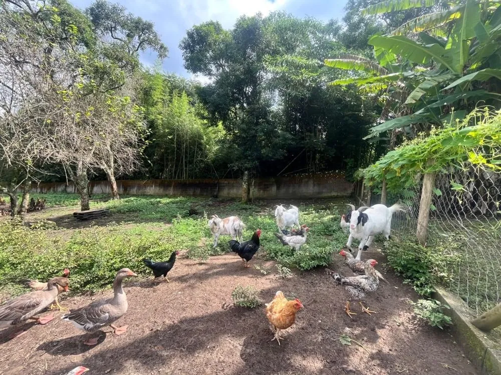Chácara, 3 quartos, 5055 m² - Foto 12