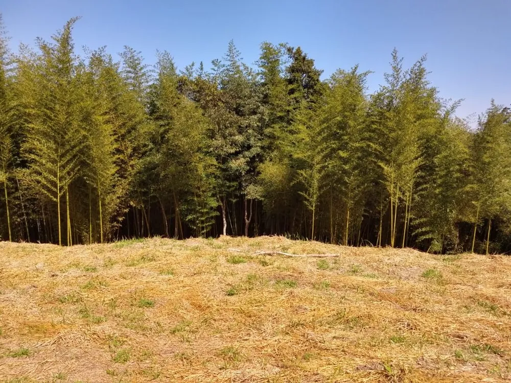 Terreno, 6 hectares - Foto 8