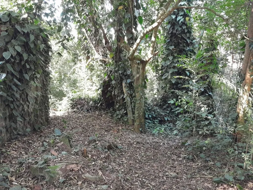 Terreno, 2 hectares - Foto 10