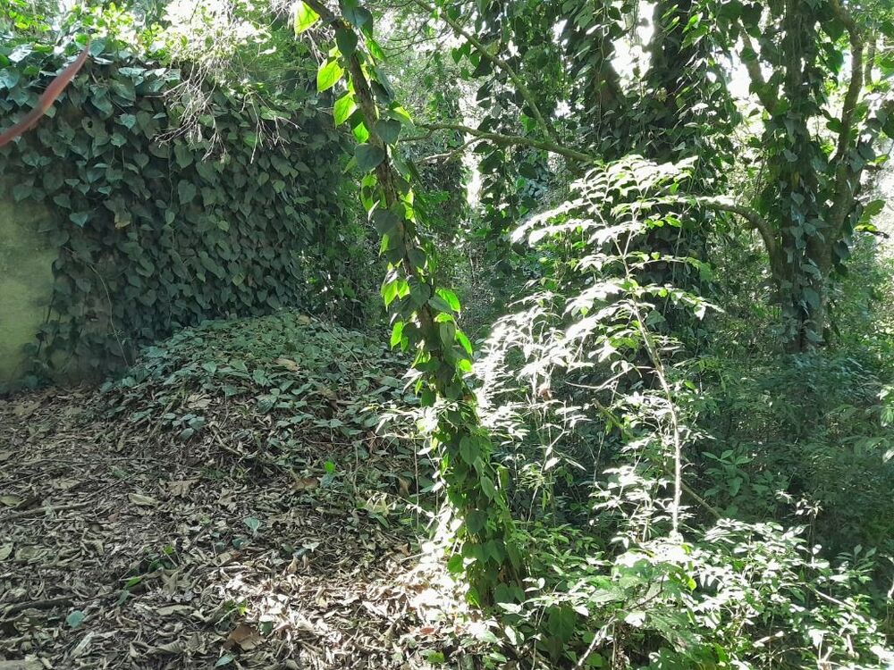 Terreno, 2 hectares - Foto 5