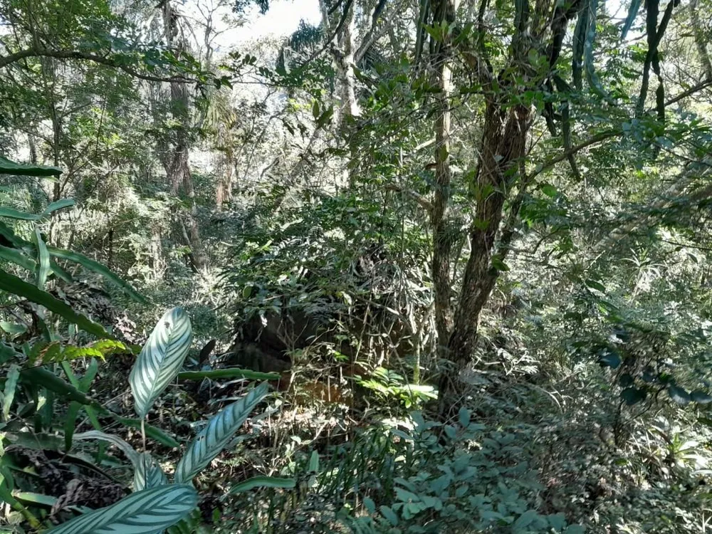 Terreno, 2 hectares - Foto 6