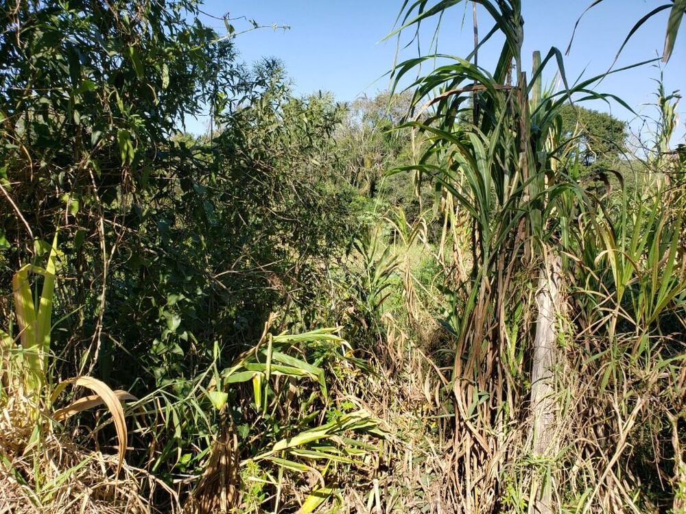 Terreno, 2 hectares - Foto 3