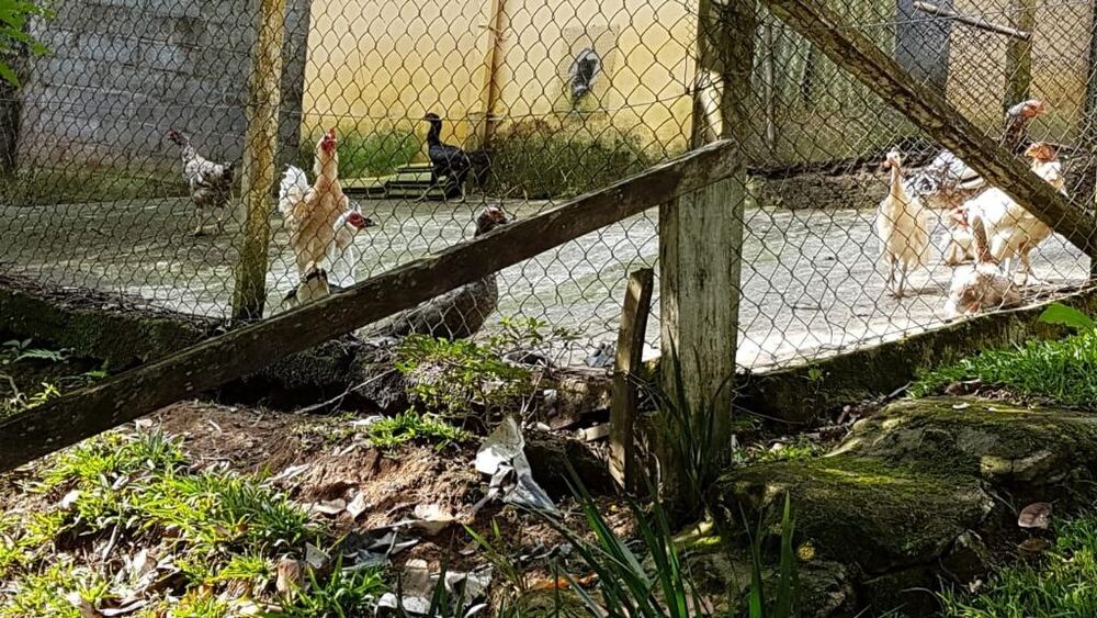 Chácara à venda com 4 quartos, 7000m² - Foto 13