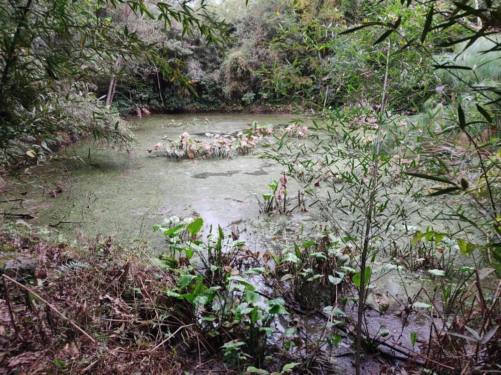 Terreno, 3 hectares - Foto 11