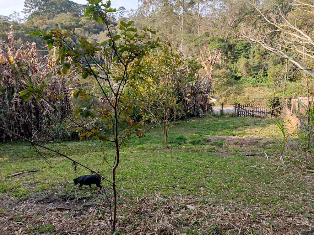 Terreno, 3 hectares - Foto 4