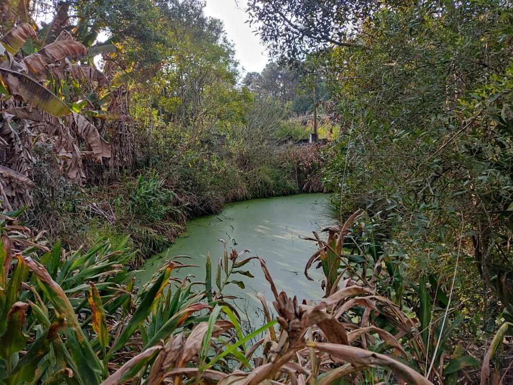 Terreno, 3 hectares - Foto 12