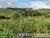 Terreno, 17 hectares - Foto 1