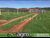 Fazenda, 828 hectares - Foto 4