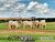 Fazenda, 57 hectares - Foto 3