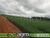 Fazenda, 1311 hectares - Foto 4