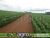 Fazenda, 1311 hectares - Foto 3