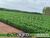Fazenda, 1311 hectares - Foto 1