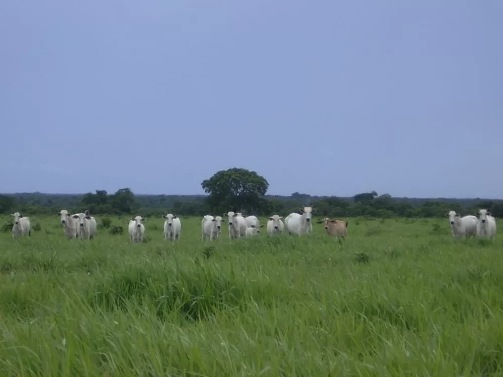 Fazenda à venda, 54848m² - Foto 1