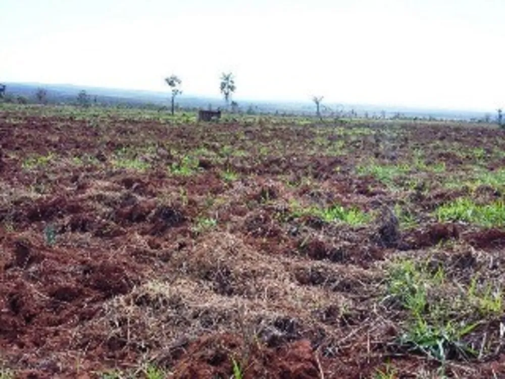Fazenda - Foto 4