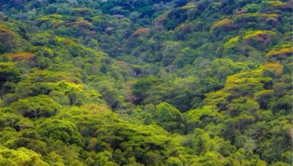 Terreno, 25 hectares - Foto 4