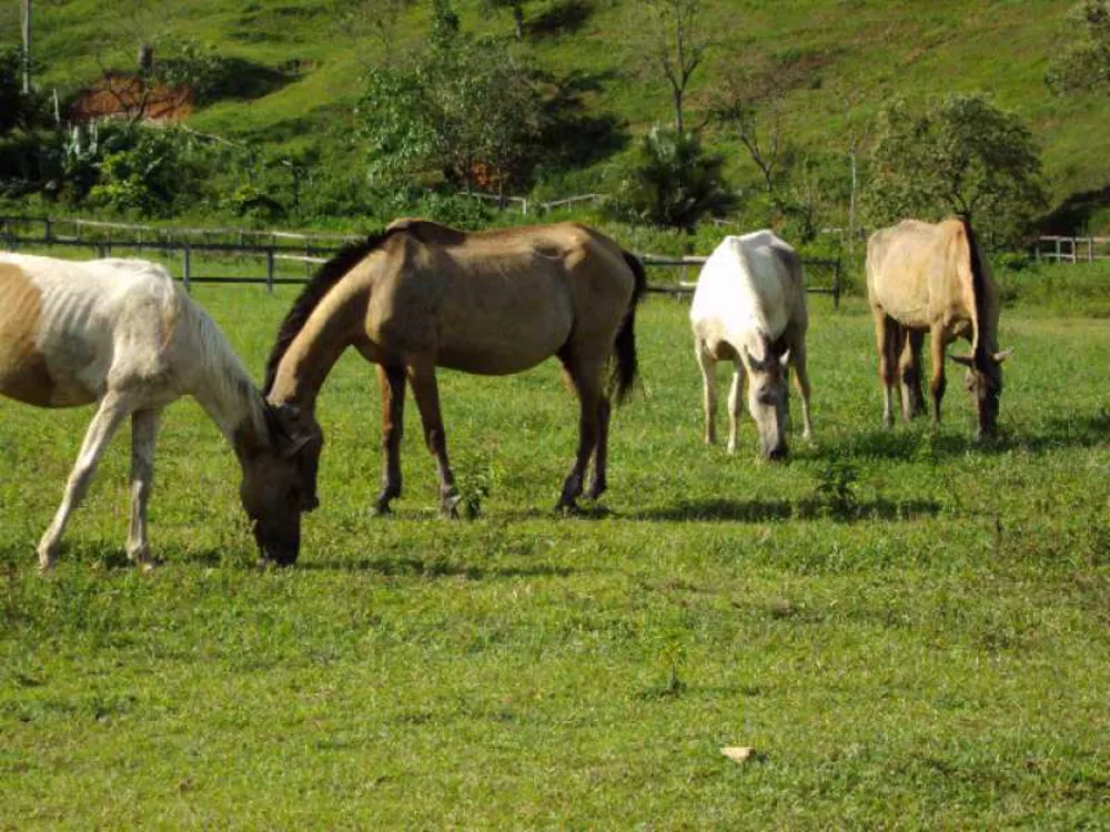 Fazenda à venda com 3 quartos, 250m² - Foto 11